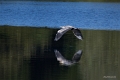 Heron cendre-01